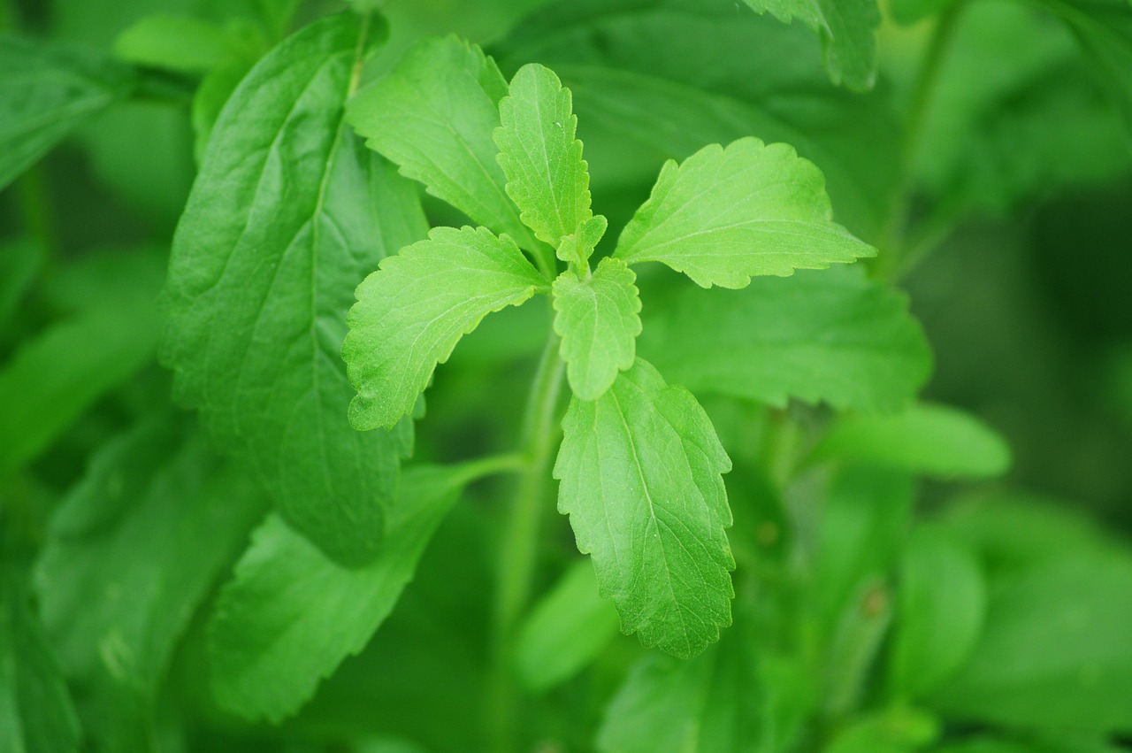 Foglie di stevia con un retrogusto simile alla liquirizia su sfondo bianco.